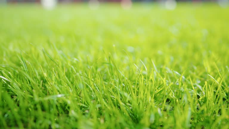 Close up low angle view of Grass Green Meadow in the wind breeze