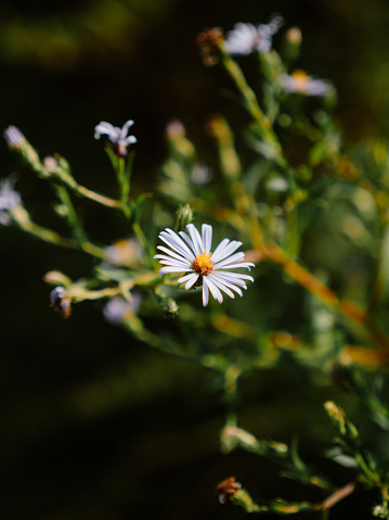 A vibrant daisy flower basking in the sunlight on top of lush foliage.