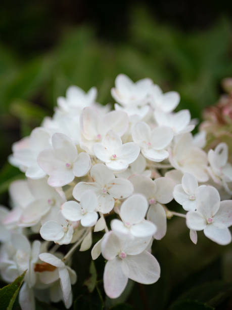 istock Vibrant collection of white hydrangeas with lush green foliage surrounding them. 1909888497