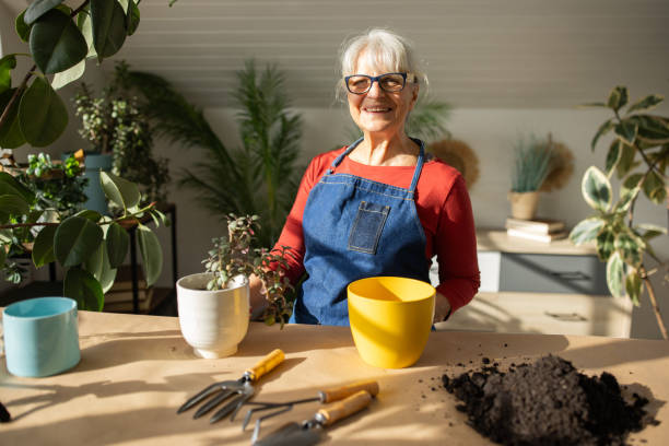 istock Senior woman repotting plants 1909889559