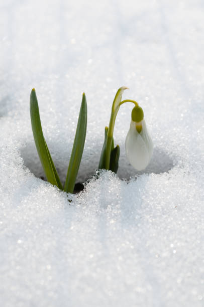 istock Spring flower breaking through the snow in Germany 1909892203