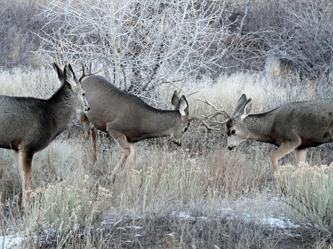 Two Mule deer bucks fight while a third looks on in East Central Idaho.