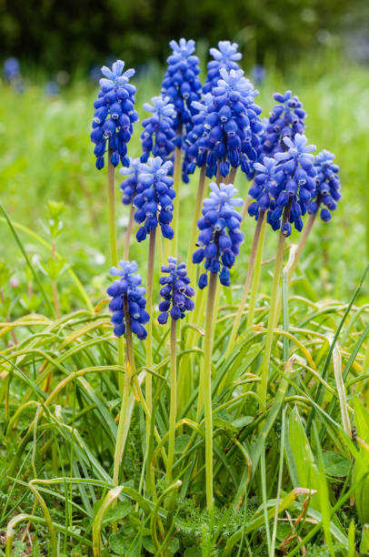 istock Closeup of Grape Hyacinth (Muscari) between green grass in soft daylight 1909903733
