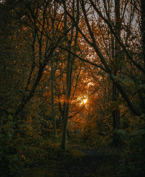 istock Golden autumnal glow through the trees 1909903736