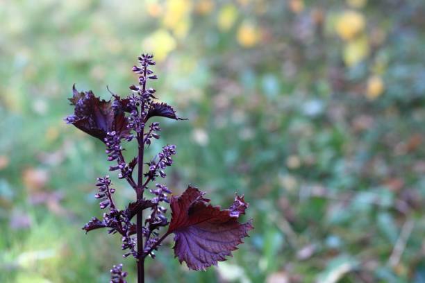 istock Herbal garden with purple Perilla frutescens var. crispa 1909915765