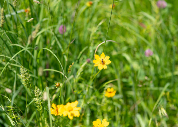 Field wild flowers in summer, floral background