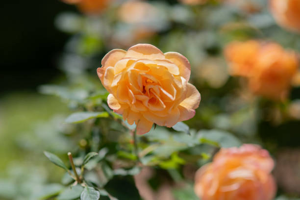 istock Roses at the Botanical Garden Springfield MO 1909916100