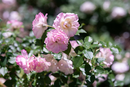 Roses at the Botanical Garden Springfield MO. Beautiful natural floral background, wallpaper