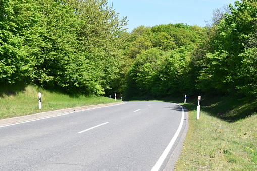 light green forest in the Eifel