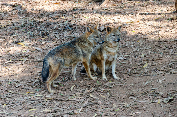 istock A pair of Jackals in a zoo 1909916249