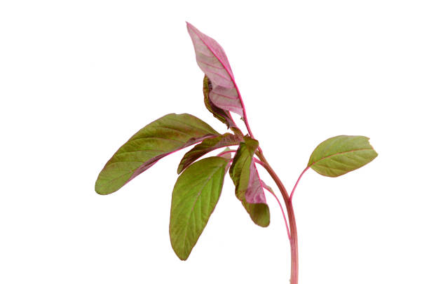 Organic red cheera pachadi indian spinach isolated white