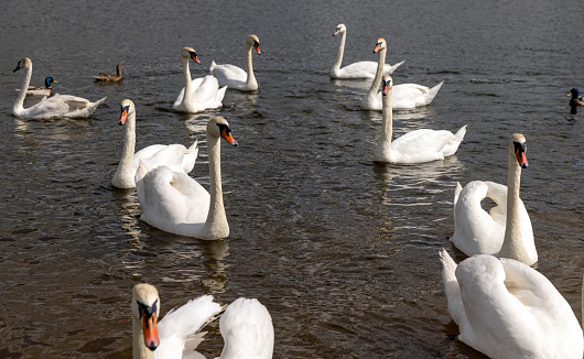 a large number of white swans on the lake in summer, many white swans are fed by people in sunny weather