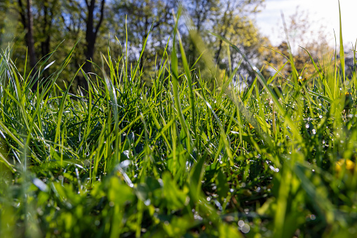 green grass in spring, green grass in sunny weather