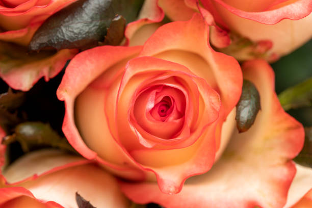 istock fresh bouquet of roses with red rose petals 1909934891