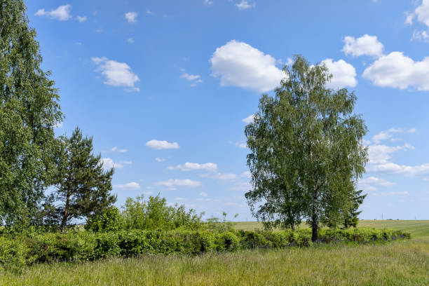 istock green foliage on birch trees in summer, sunny 1909935436