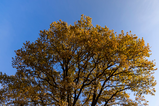 an old huge oak with orange autumn foliage, one old oak in the field during autumn leaf fall