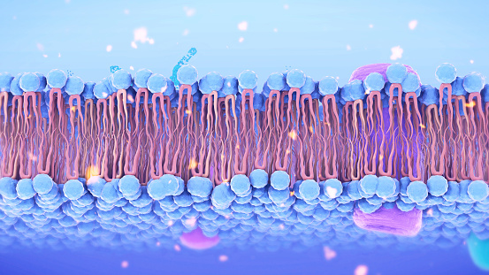 Cell Membrane Phospholipid Structure,Phospholipid bilayer of the cell membrane,Lipid bilayer