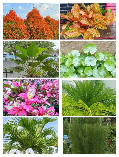 green decoration