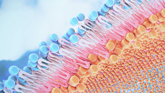 Cell Membrane structure