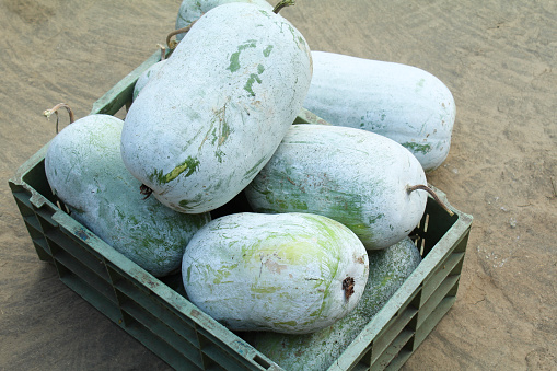 Ash gourd or Wax gourd in a basket close-up view
