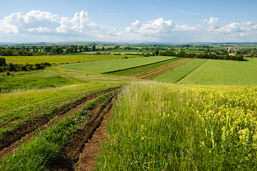 A  photo of the countryside in early summer