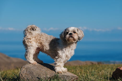 Shih tzu dog standing on stone in the mountains on lake background