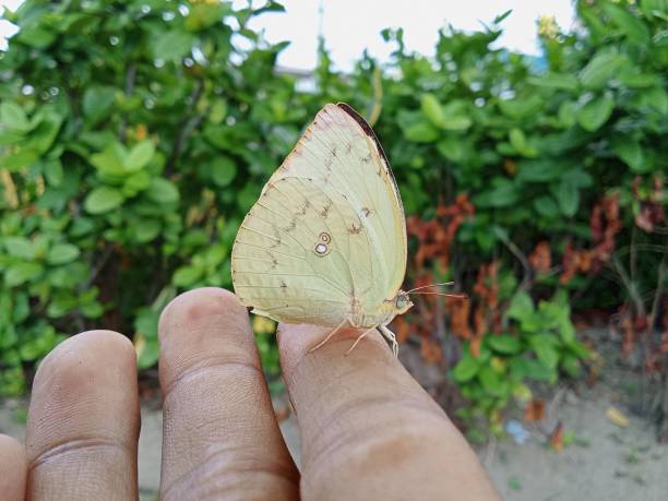 istock A butterfly landed on my finger 1910000758