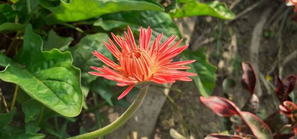 istock Light Red Barberton Daisy Flower on Green Leaves Background 1910022735