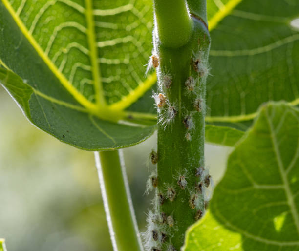 istock Nymphs of Passion Vine Hopper on Fig Stem 1910038488
