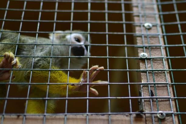 istock Portrait of a little monkey, view through the cage. Close-up. 1910044241