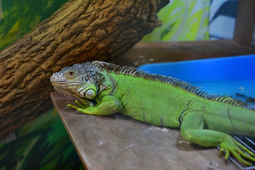 Portrait of an iguana in close-up. An exotic pet.