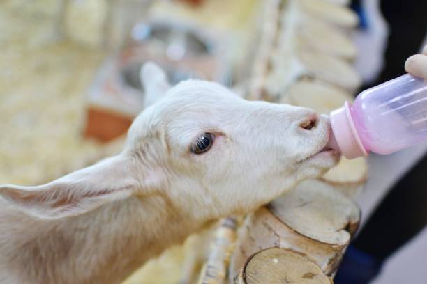 A little goat drinks milk from a bottle. The concept of animal care. Farming.