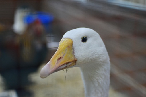 Portrait of a goose in close-up. Farming.