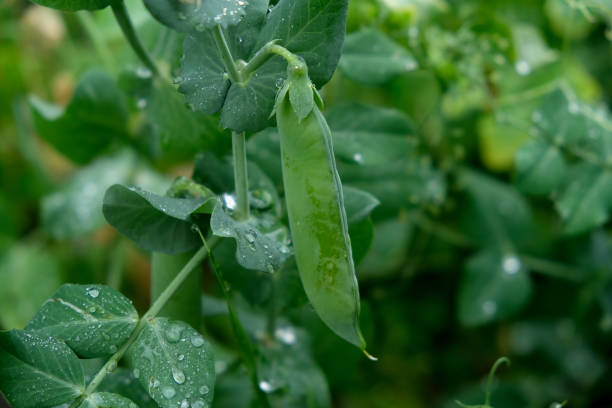 istock Green peas in summer garden. Growing vegetables. 1910057422