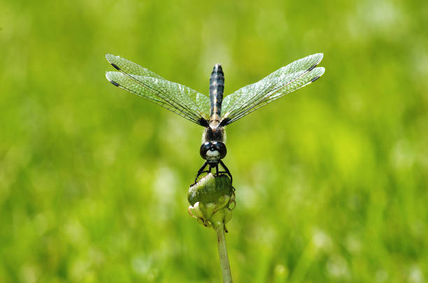 Neurothemis tullia tullia, dragonfly on the Green grass.