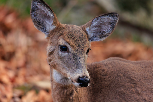 Portrait of a white-tailed deer doe walking and eating in the woods in fall or winter