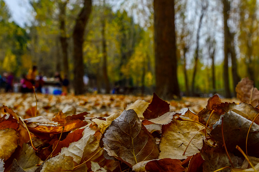 Close-up of Fallen Leaves in Autumn Park with People