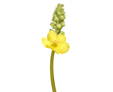 Verbascum phlomoides, orange mullein, woolly mullein, is used as a respiratory catarrh and diuretic.