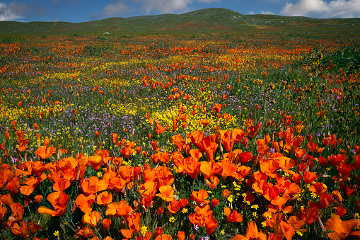 Early morning, just as the poppies open to the warmth of the sun, this little meadow shows the diverse color palette of wildflowers in this amazing region