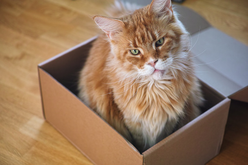 A red Maine Coon cat sitting in a cardboard box and looking at the camera. Close up.