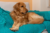 Canine Elegance: Golden Retriever Lounging in Comfort