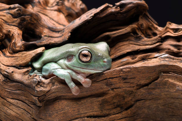 The Australian green tree frog (Ranoidea caerulea)