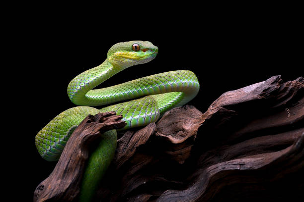 víbora menor de la sonda (trimeresurus insularis) - waglers temple viper fotografías e imágenes de stock