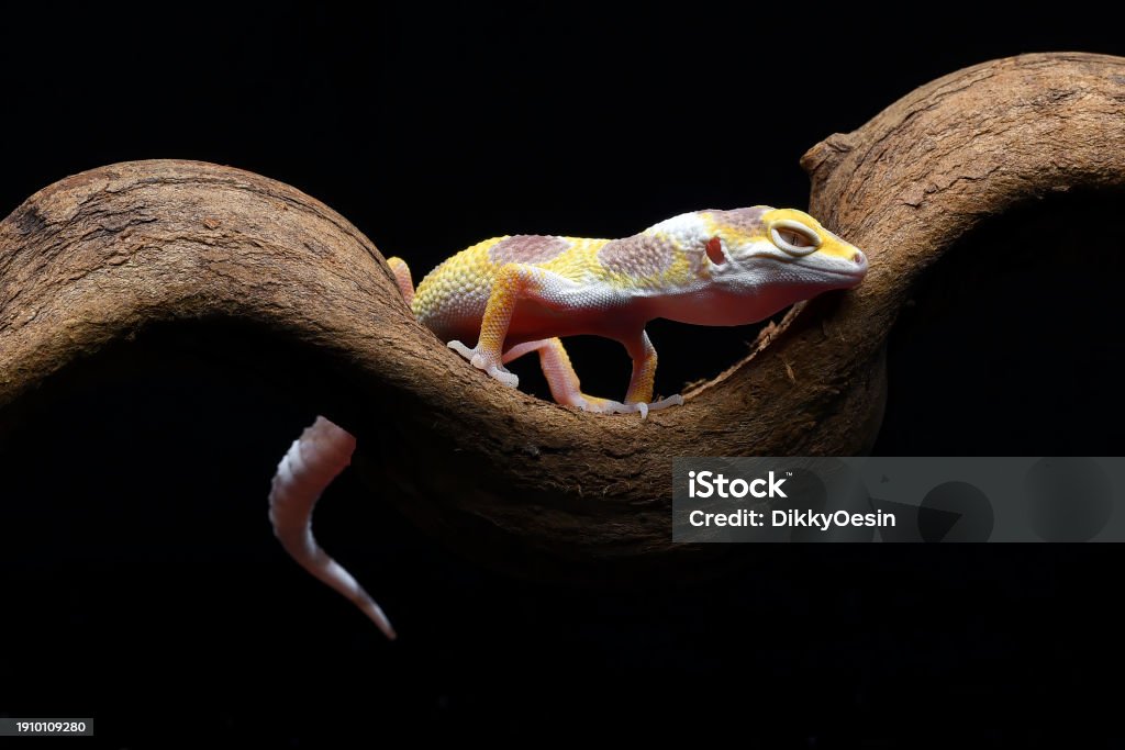 Gecko On Tree Leopard Gecko On A Tree Branch Stock Photo - Download Image Now ...