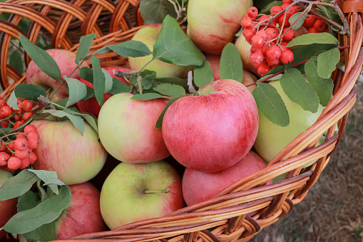 wicker basket full of apples and rowan berries