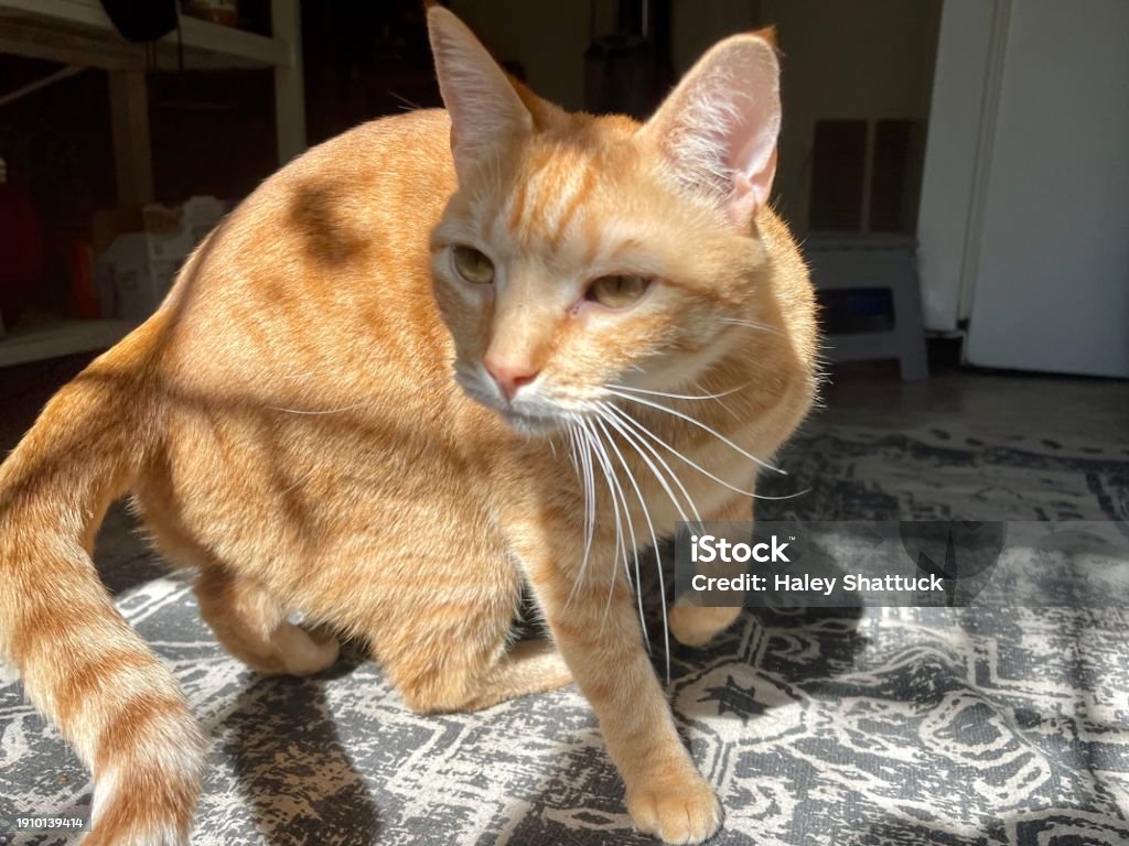 Orange Cat 7 Stock Photo - Download Image Now - Color Image, Cute ...