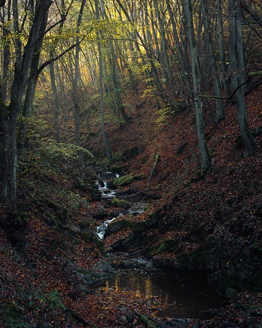 A tranquil stream illuminated by bright sunlight streaming through the lush foliage.