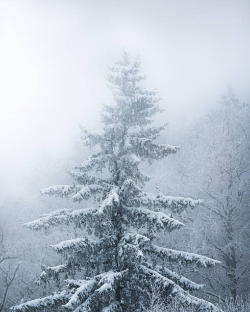 istock Tall evergreen fir tree covered in a layer of freshly fallen snow. 1910151886