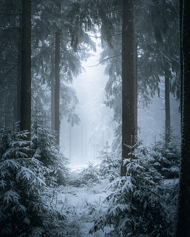 A scenic winter landscape with snow-covered trees in the woods.