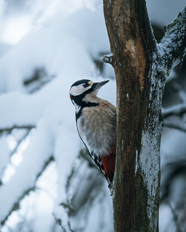 A beautiful bird perched on a snow-covered tree branch, perched in a peaceful winter wonderland.